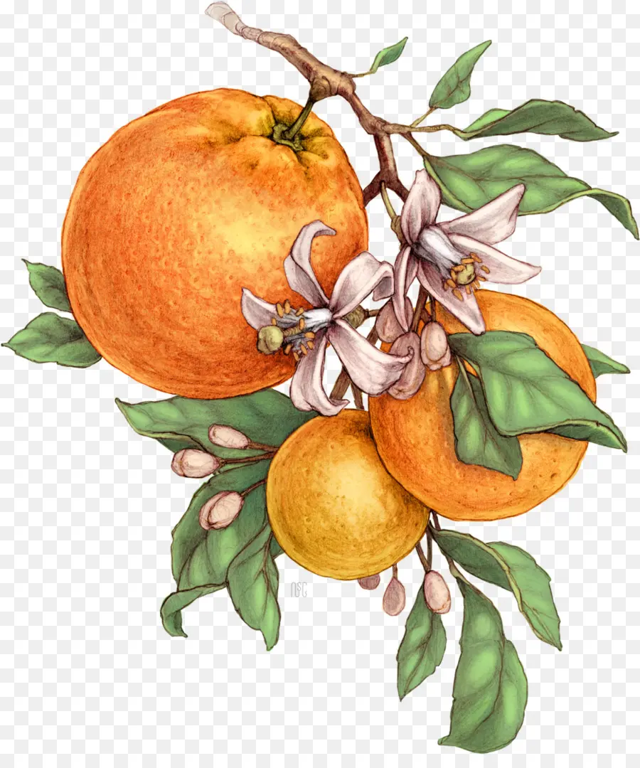 Oranges，Agrumes PNG