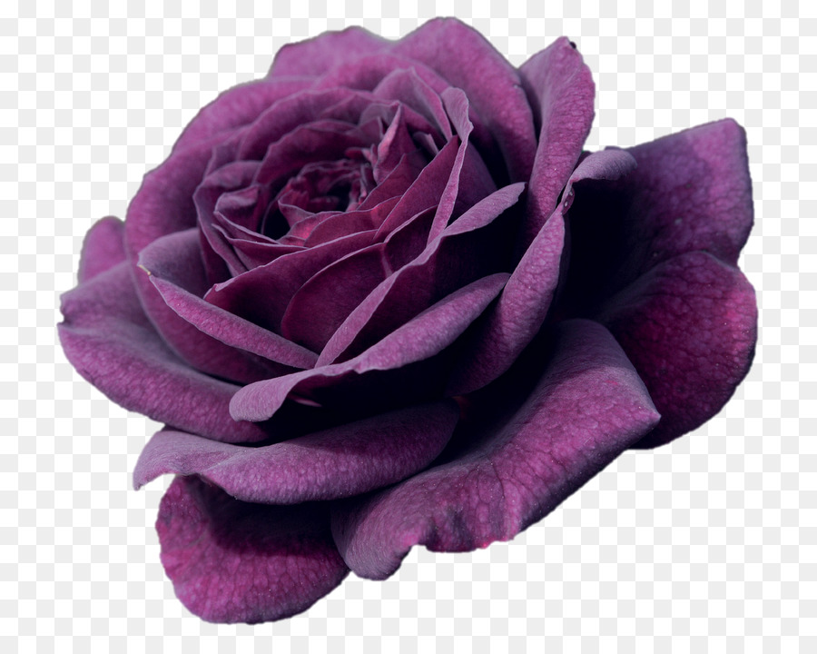 Rose，Arbuste PNG