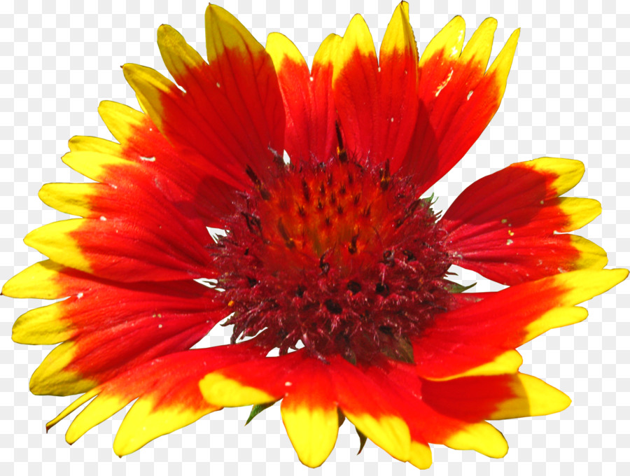 Fleur Rouge，Fleur PNG