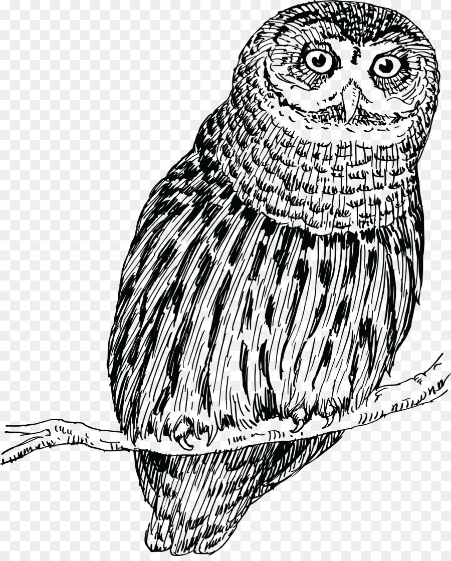 Hibou，Bifurquer PNG