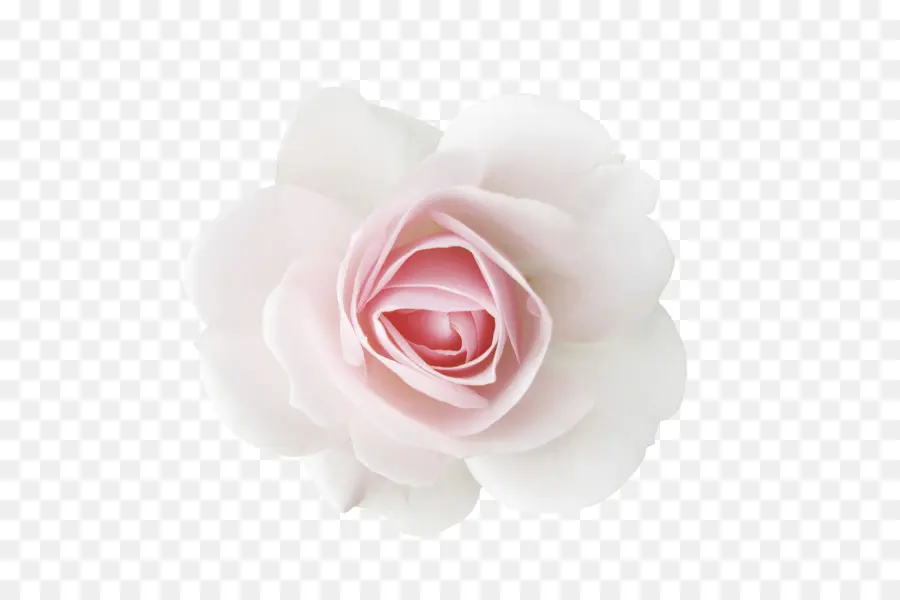 Les Roses De Jardin，Roses Centifolia PNG