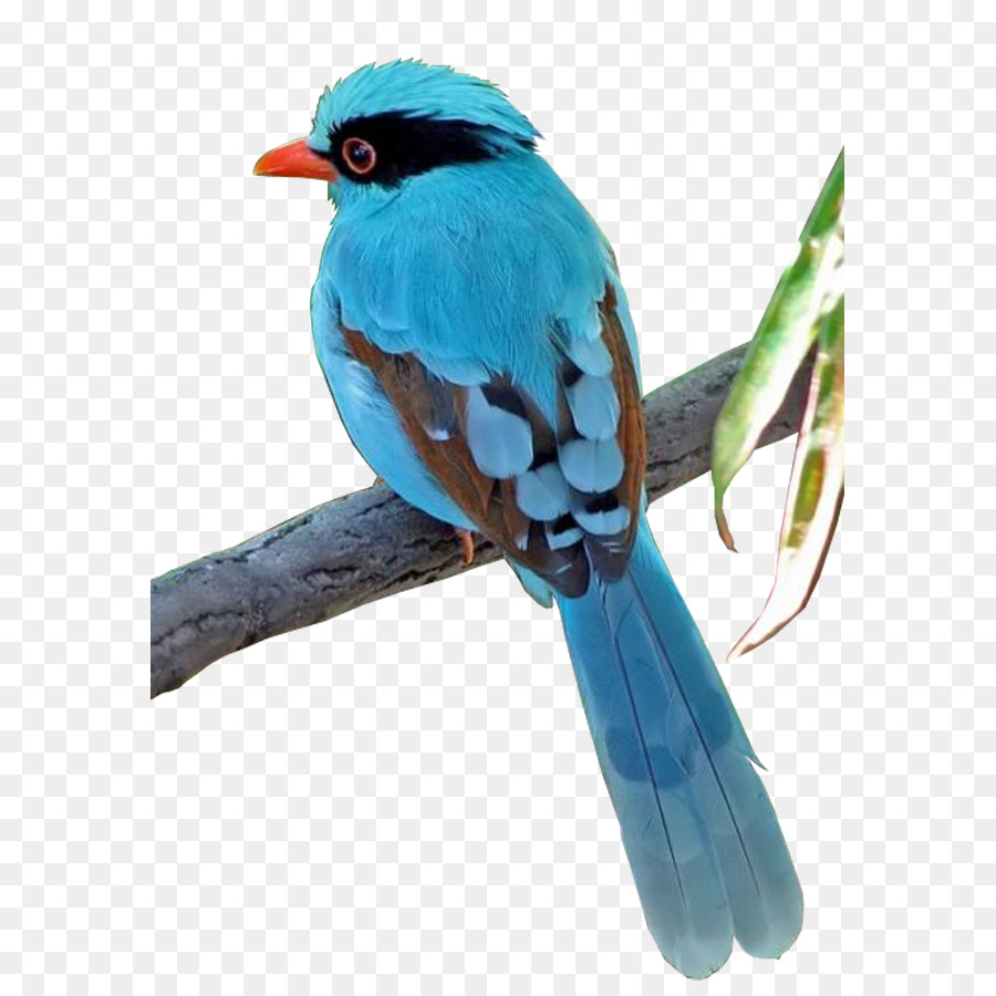 Oiseau，Couleur PNG