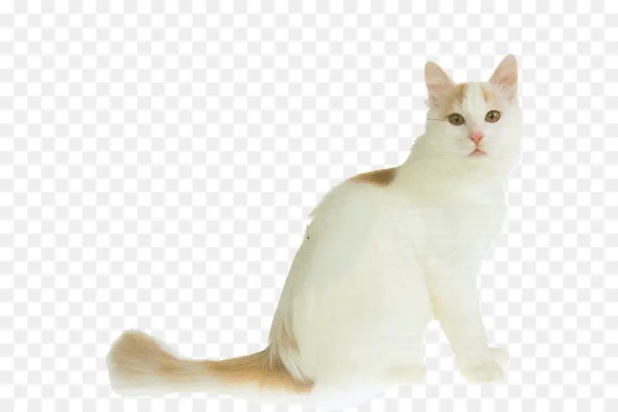 Chat Blanc，Félin PNG