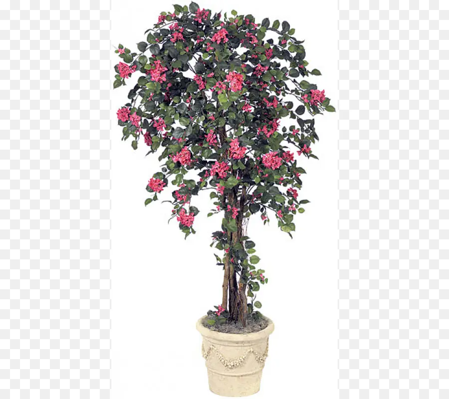 Plante à Fleurs Roses，Pot PNG