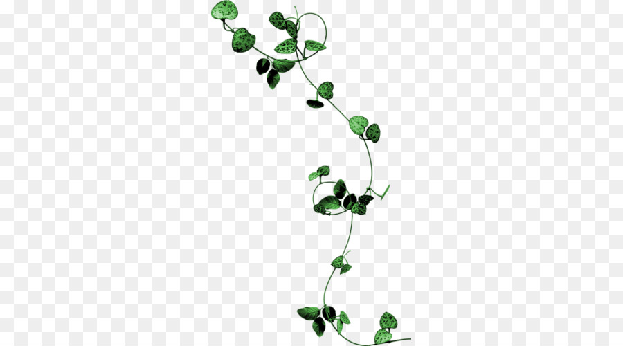 Vigne Verte，Feuilles PNG