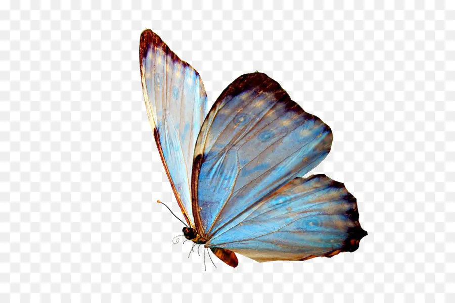 Papillon，Ailes PNG