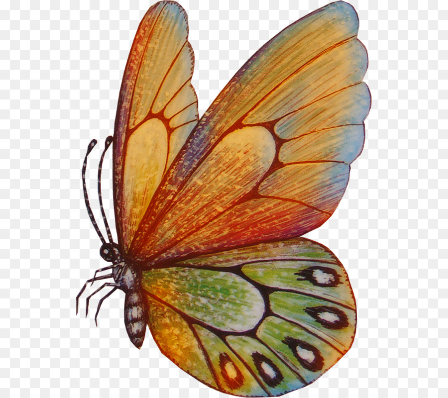 Papillon，Dessin PNG