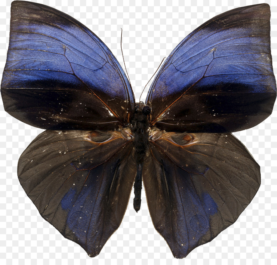 Papillon Bleu，Insecte PNG