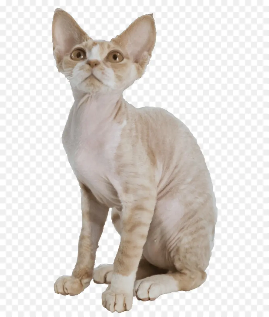 Donskoy Chat，Devon Rex PNG