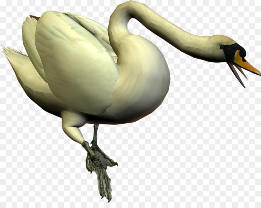 Cygne，Blanc PNG