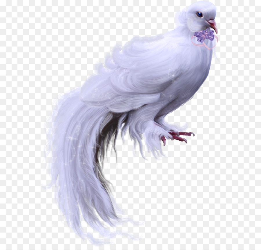Oiseau，Columbidae PNG