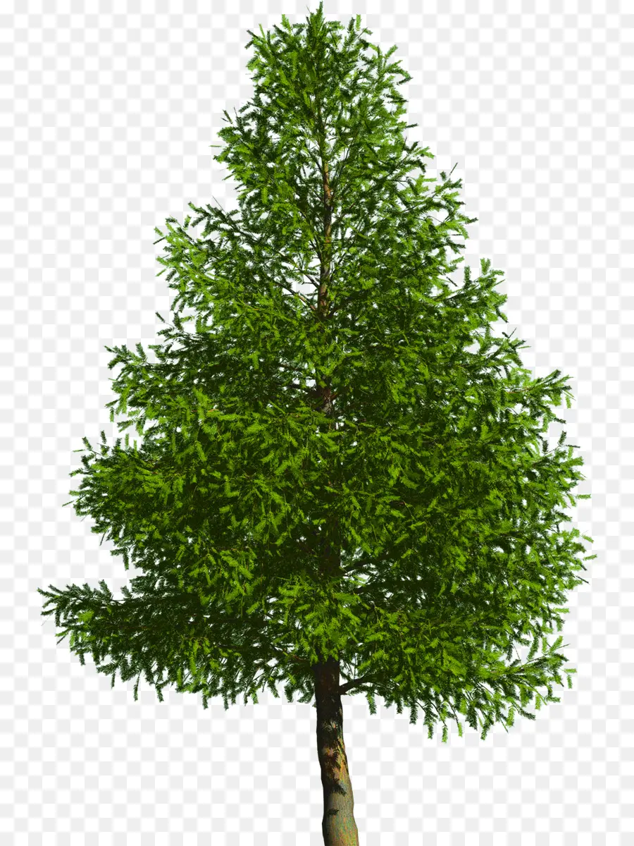 Evergreen，Arbre PNG