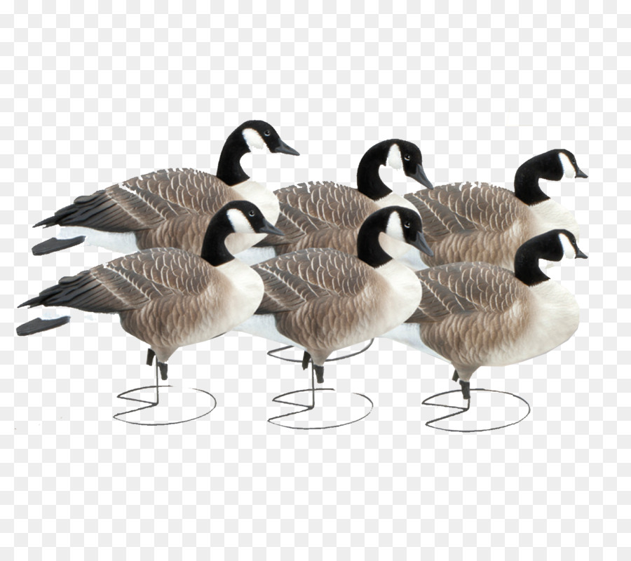 Oie，Canard PNG