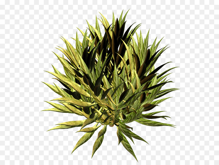 Agave，Succulent PNG