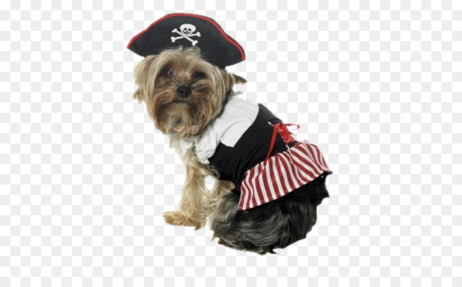 Chien En Costume De Pirate，Yorkshire Terrier PNG