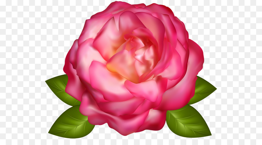 Fleur Rose，Fleurir PNG