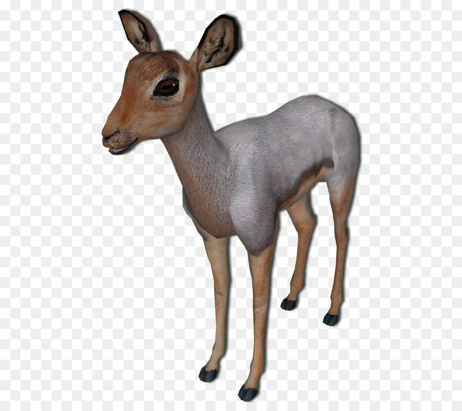 Cerf De Virginie，Antilope PNG