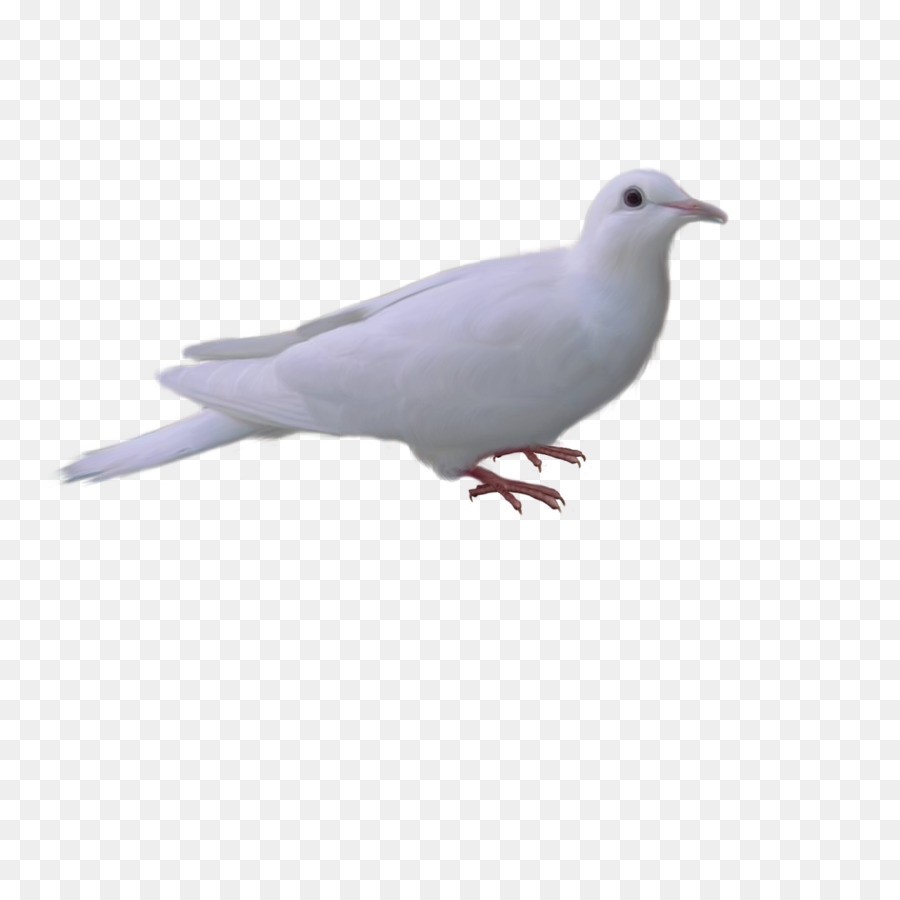 Pigeon Colombin，Pigeon Domestique PNG