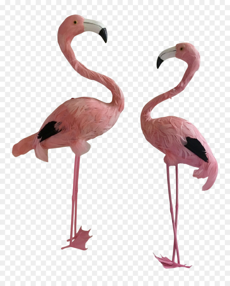 Flamants Roses，Rose PNG