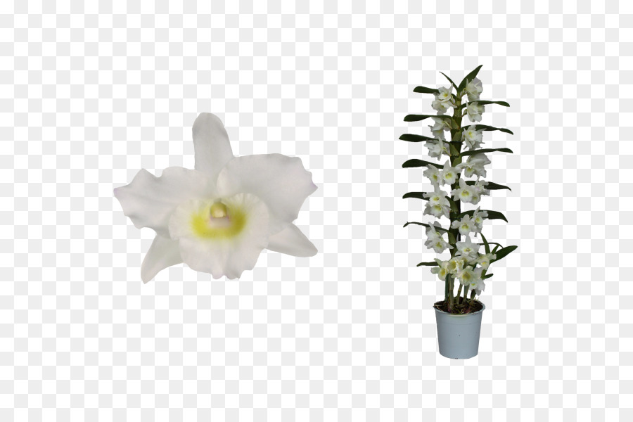 Dendrobium Noble，Fleur PNG