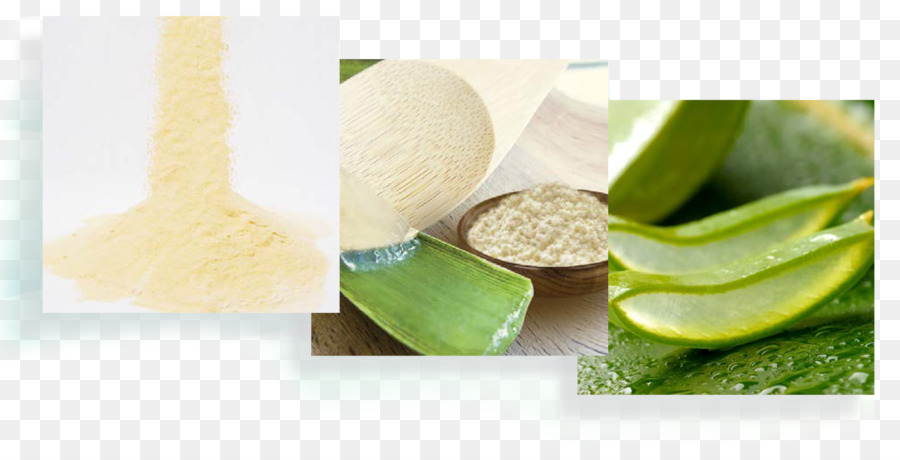 L Aloe Vera，Mucílago PNG