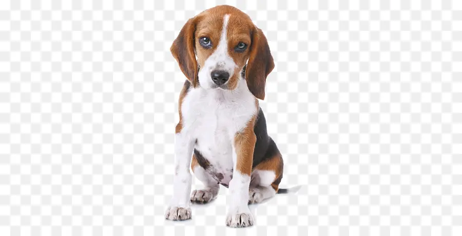 Beagle，Cartes De Notes De Salutation PNG