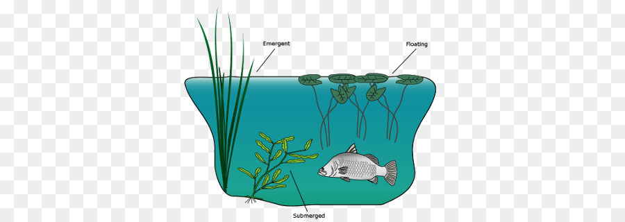 De Macrophytes，Les Plantes Aquatiques PNG