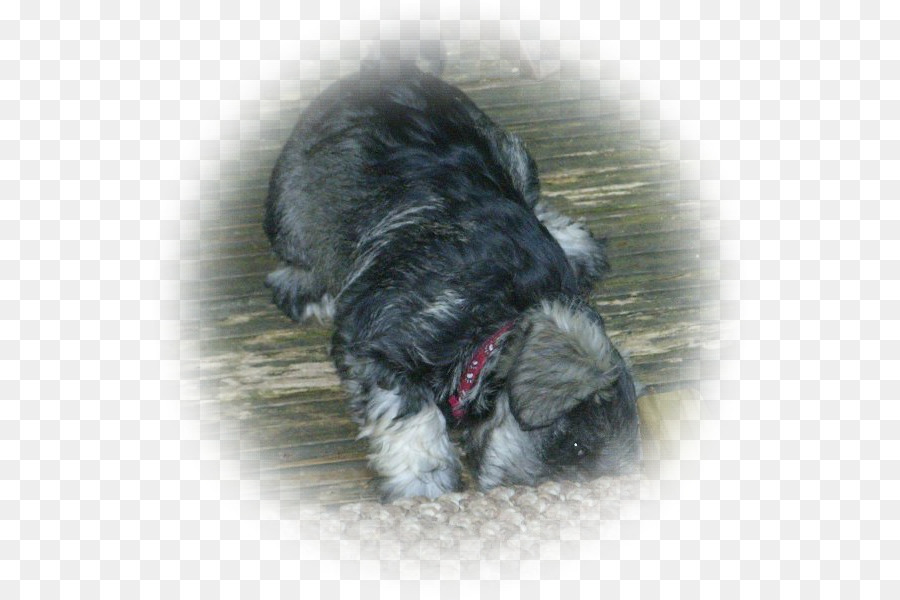 Schnauzer Miniature，Schnoodle PNG