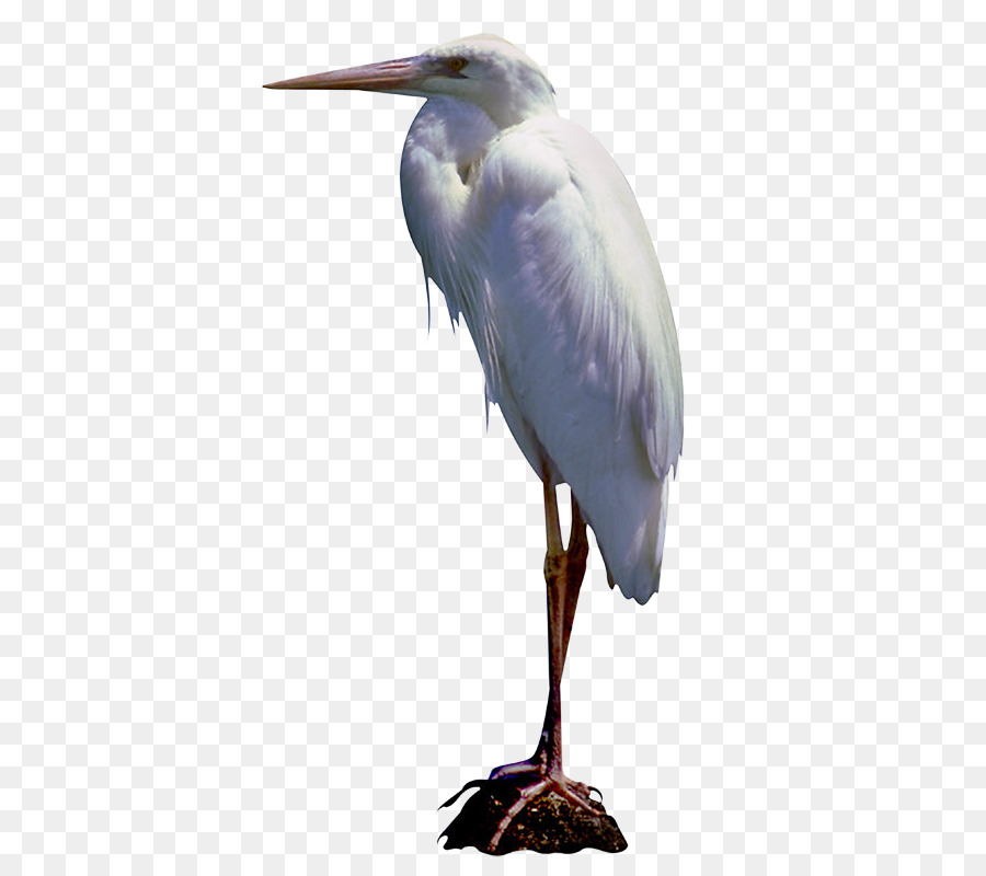 Grand Egret，Oiseau PNG