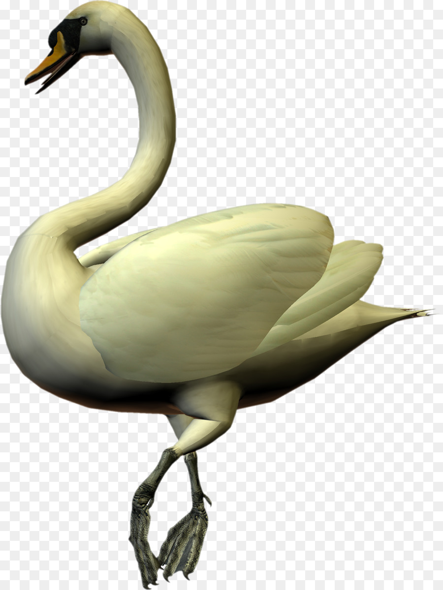 Cygne，Blanc PNG