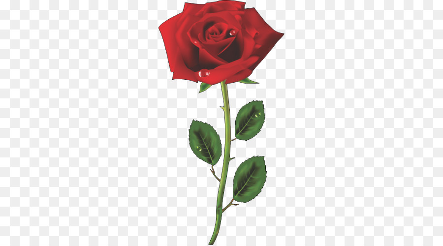 Rose，Rouge PNG