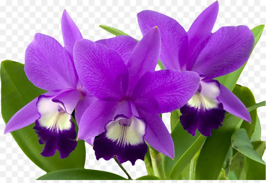 Orchidées Violettes，Fleurir PNG