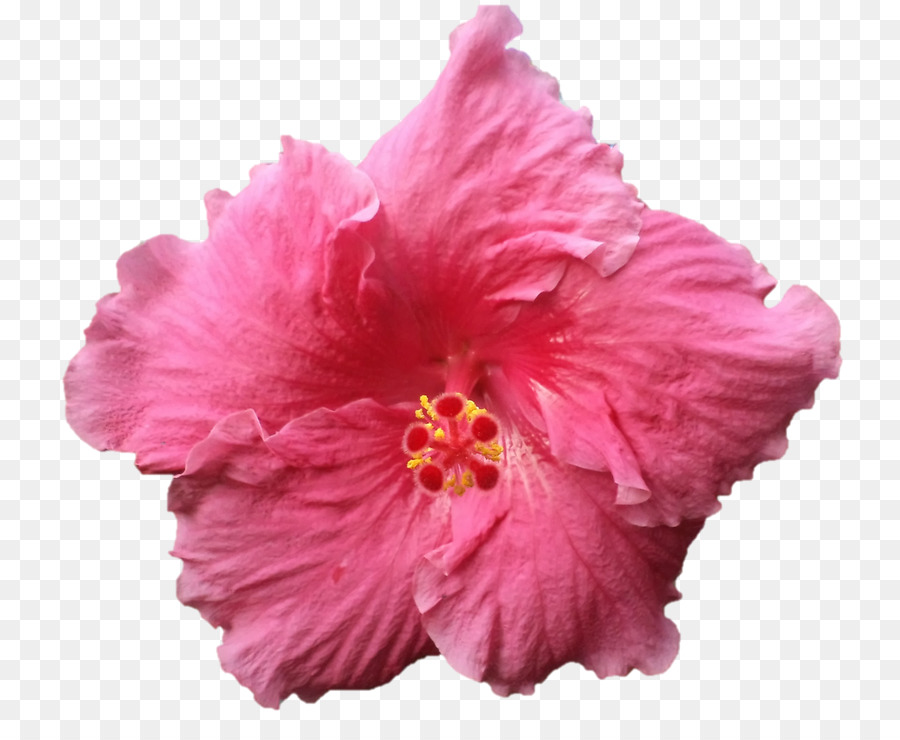 Hibiscus，Les Fleurs Coupées PNG