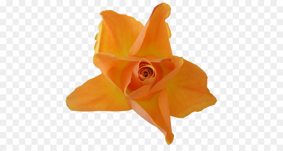 Rose Rouge，Floraison PNG