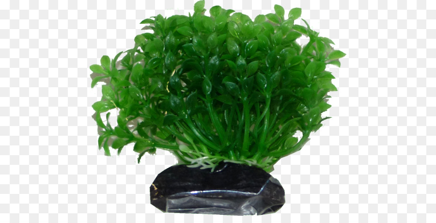 Plantes Aquatiques，Légume De Feuille PNG