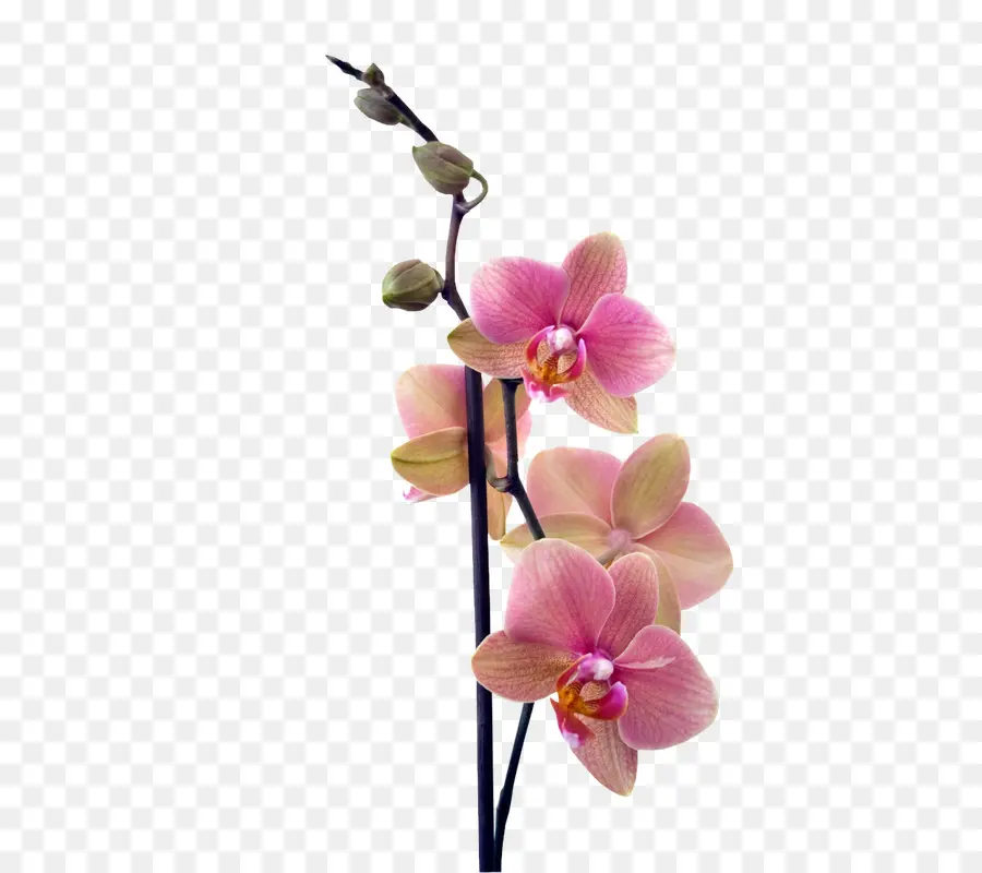 Orchidées Rouges，Floraison PNG