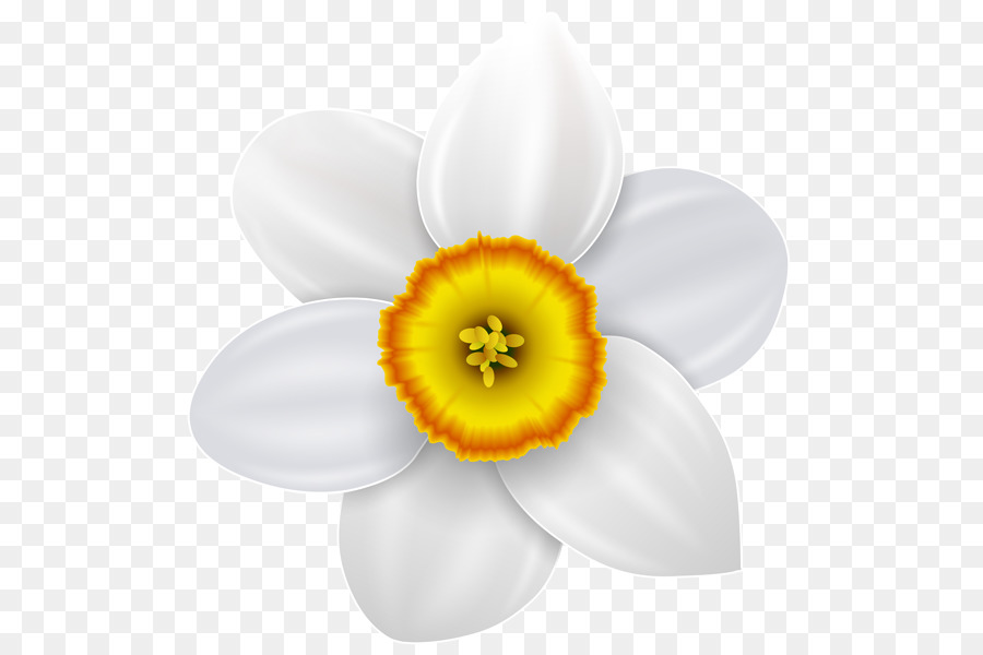 Narcisse Dessin Fleur Png Narcisse Dessin Fleur