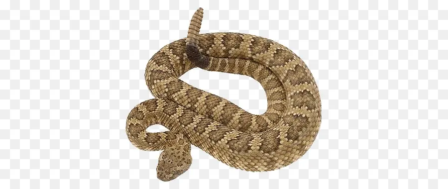 Serpent，Crotale PNG