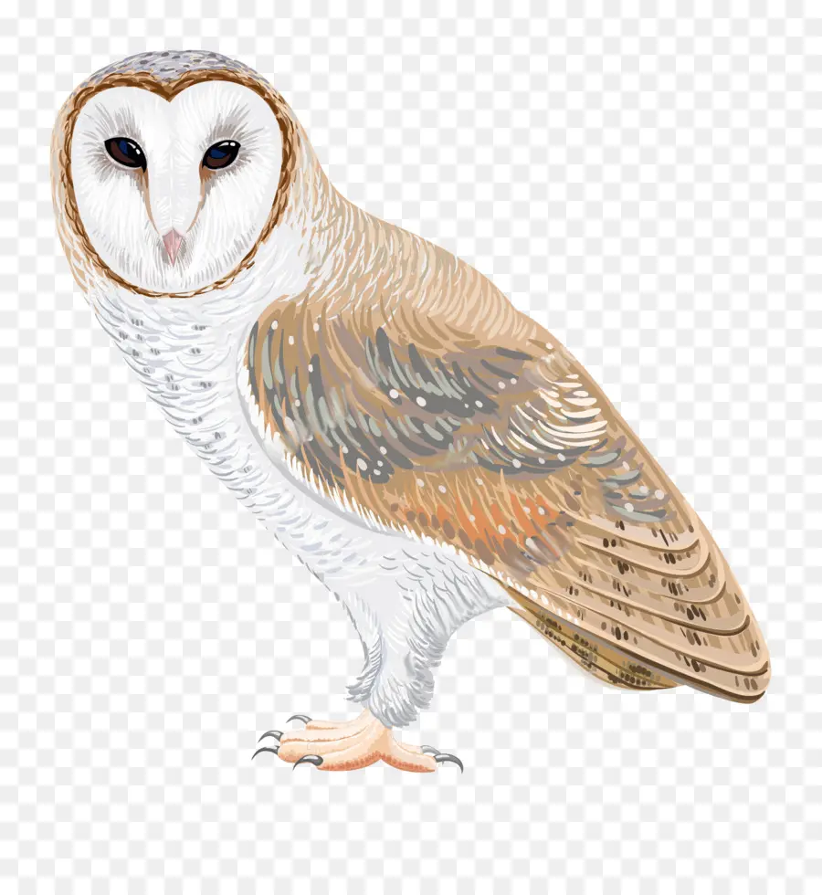 Dessin De Hibou，Oiseau PNG