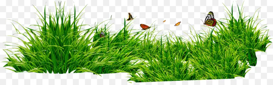 Herbe，Papillons PNG