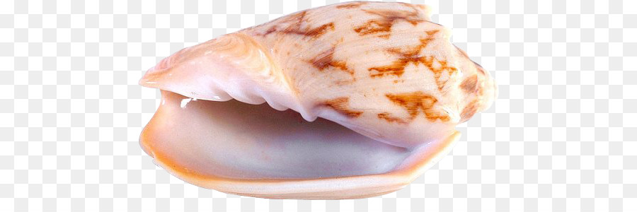 Coquillage，Le Nautilus Pompilius PNG