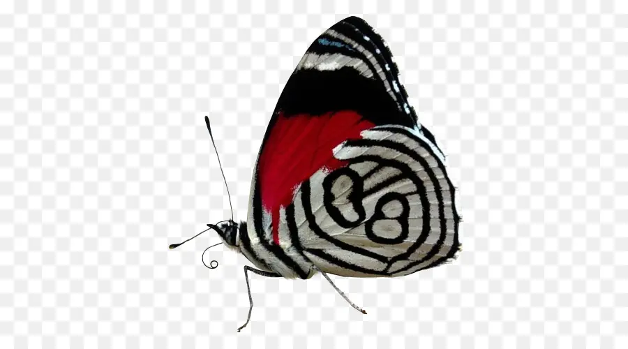 Papillon，Modèle PNG