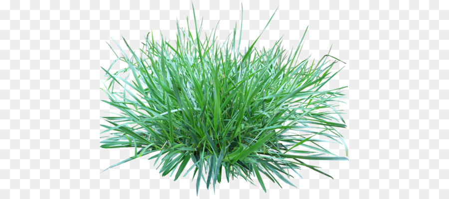 Herbes Hautes，Vert PNG