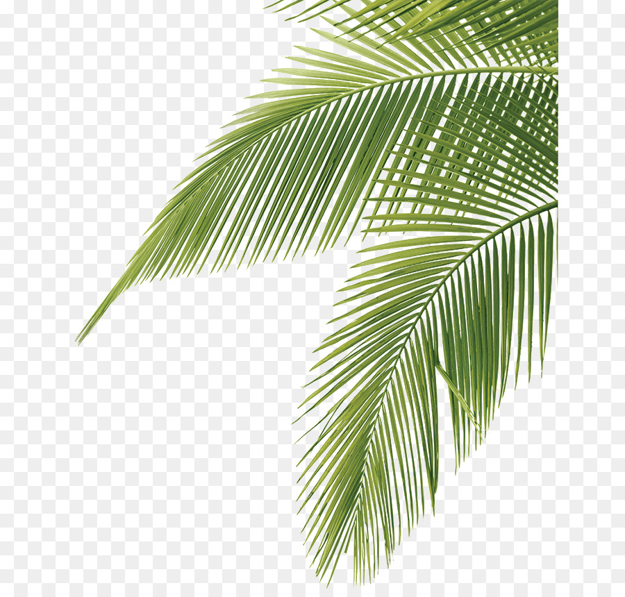 Feuilles De Palmier，Tropical PNG