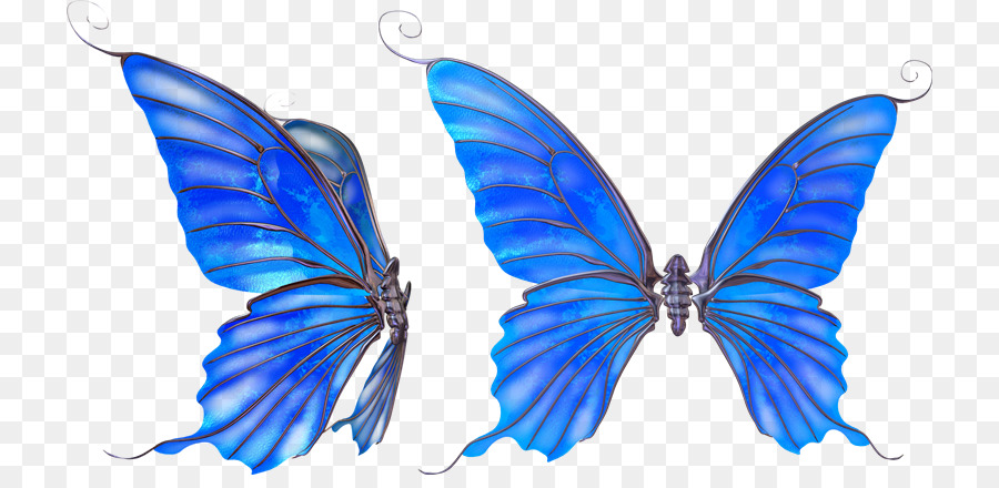 Papillon，De Test Standard De L Image PNG