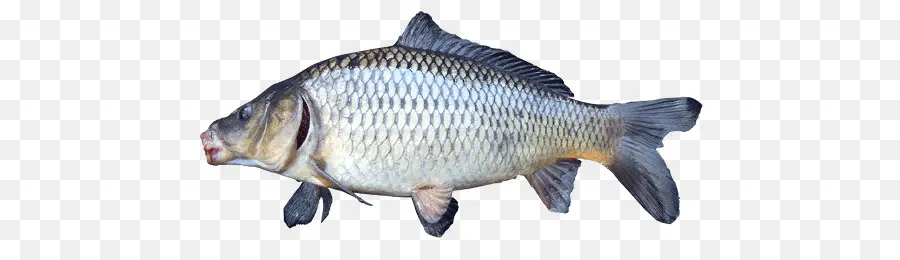 Poisson Carpe，Poisson PNG