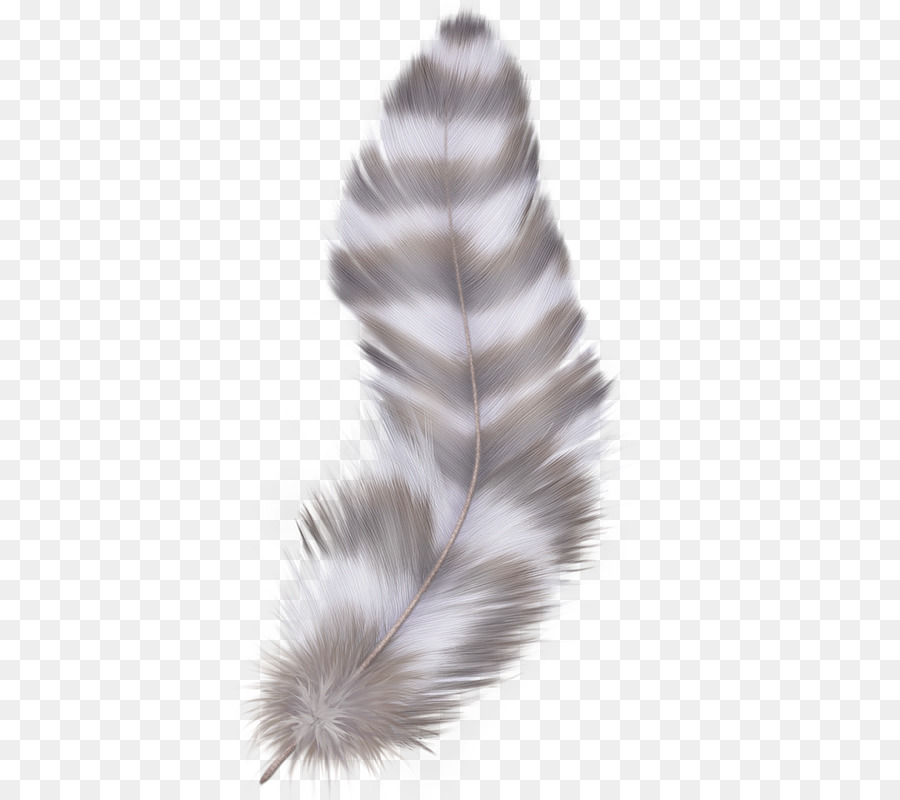 Plume，L Image Numérique PNG