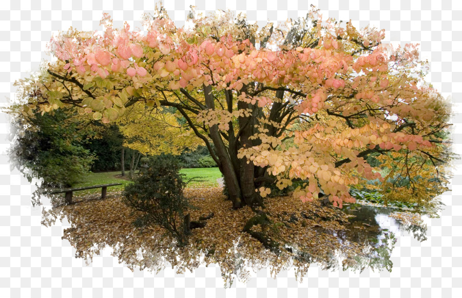 Arbre D'automne，Arbre PNG