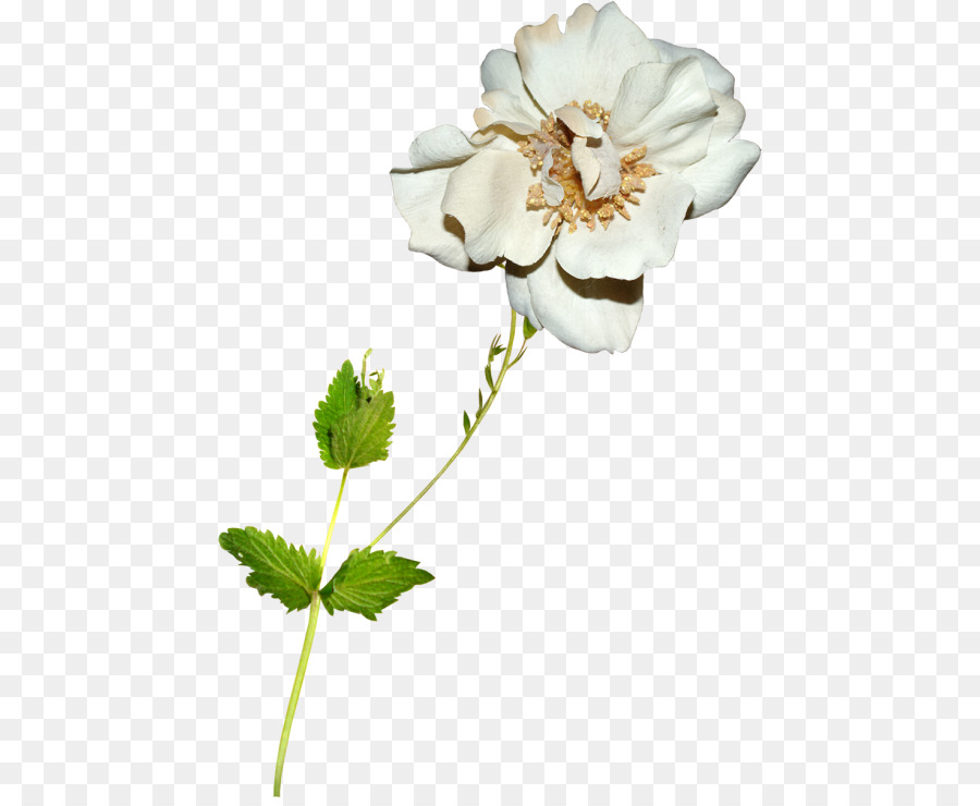 Fleur Blanche，Feuilles PNG