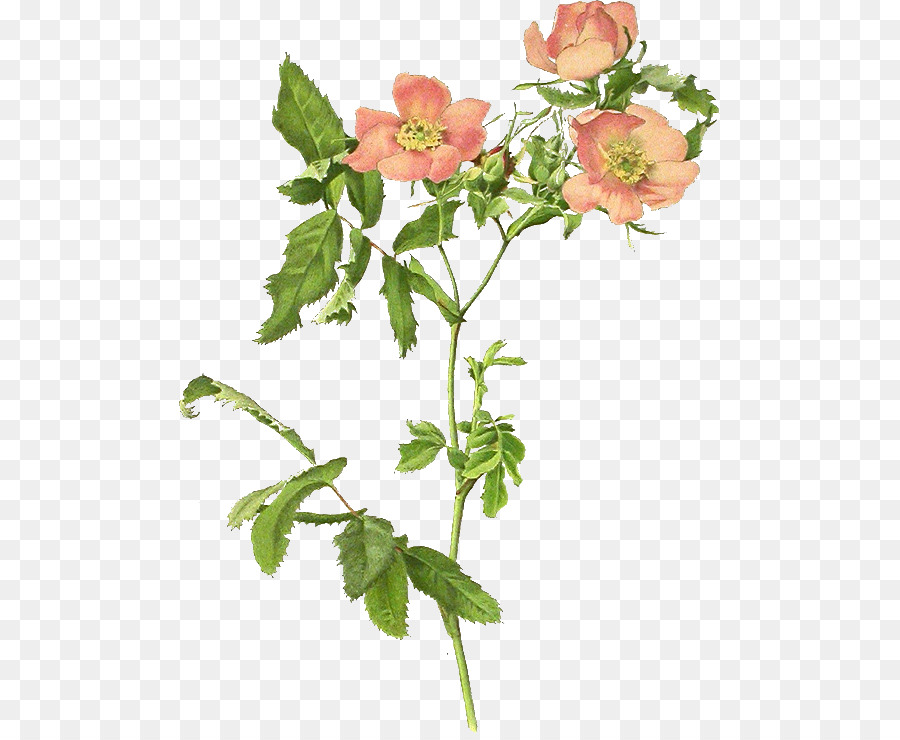 Roses De Jardin，Dogrose PNG